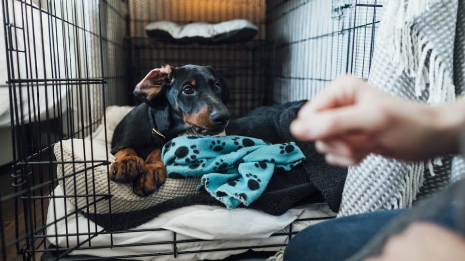 How To Crate Train an Adult or Senior Dog, According to Experts