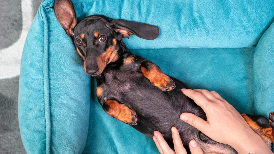 Dachshund puppy getting a belly rub in blue dog bed