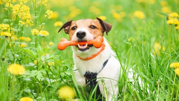 Jack Russell Terrier with toy in green grass and blossom flowers