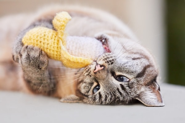 Cat playing with crochet banana toy