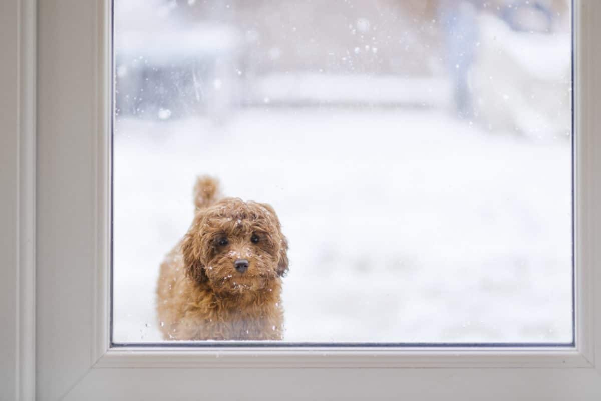 A cold little puppy is waiting by the back door.