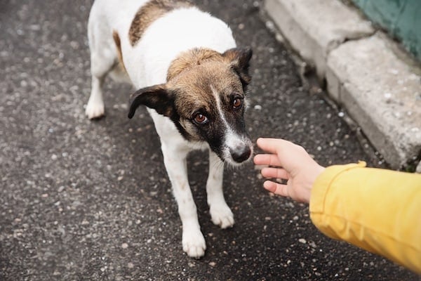 Woman stroking homeless dog on city street, closeup