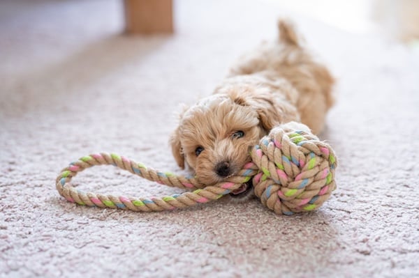 Puppy playing with toy