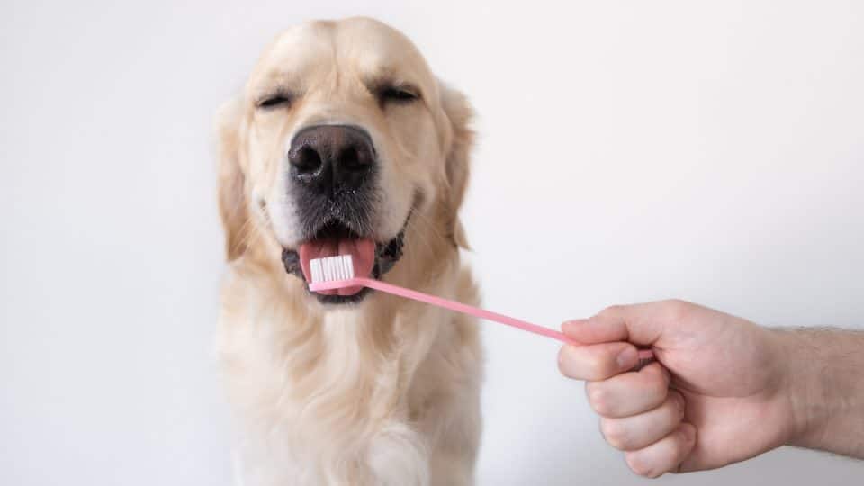 Retriever smiling as hand approaches with dog toothbrush