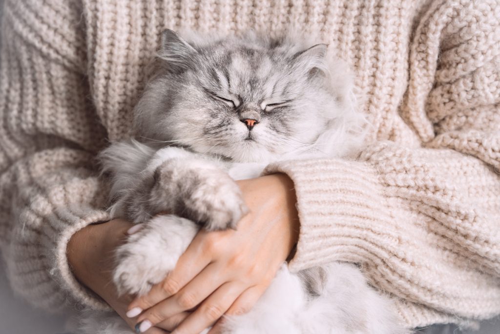 Persian cat