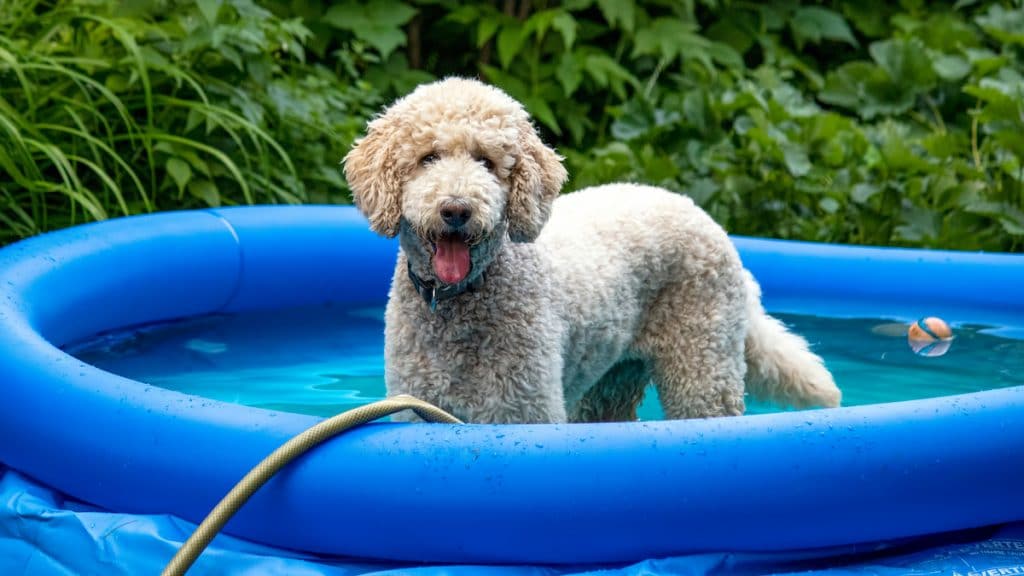 Poodle dog standing happily in filling kiddie pool