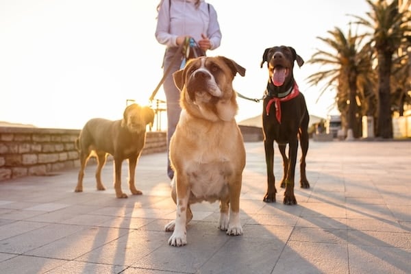 Person walking three happy dogs at sunset