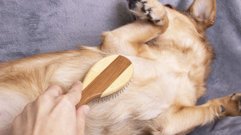 Short-haired dog being brushed on the belly