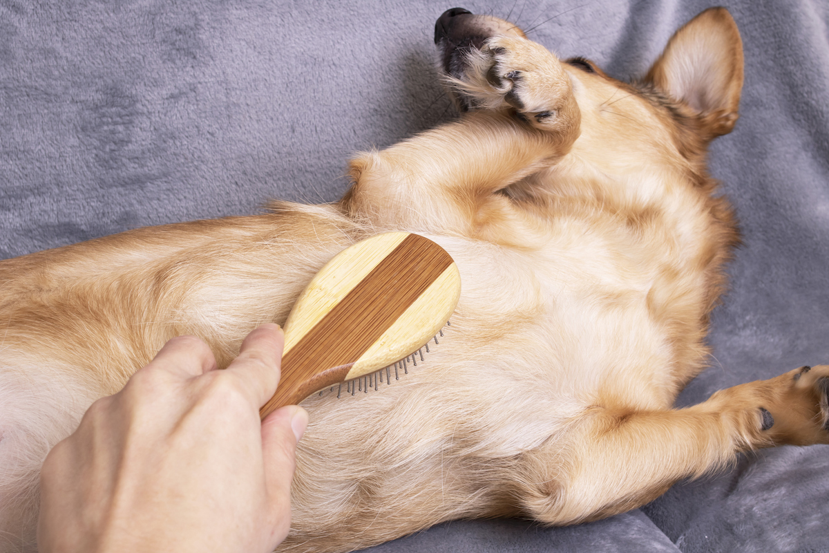 Best Brushes for Dogs with Short Hair | 7 Grooming Options