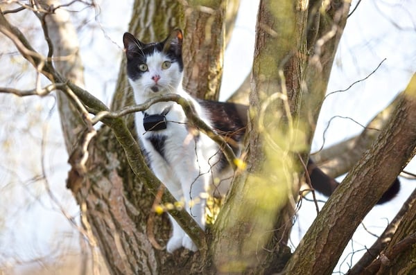 Black and white cat in a tree, wearing tracking collar