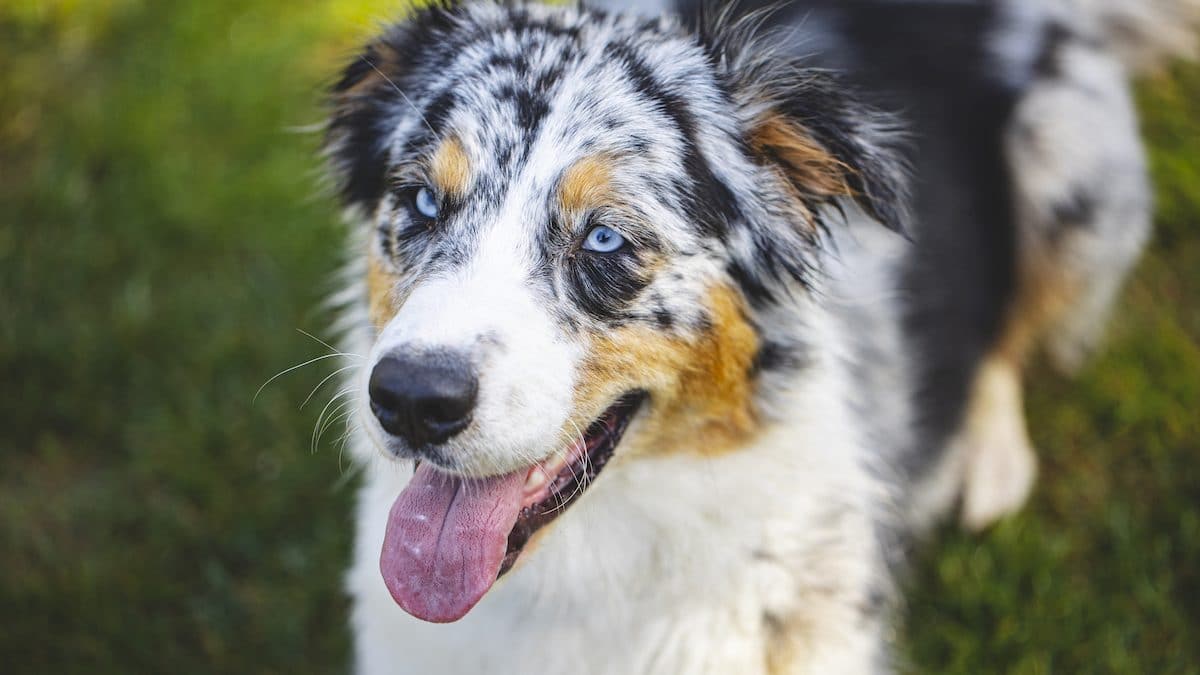 The 10 Best Dog Foods for Australian Shepherds