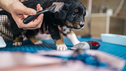 Young Bernese Mountain Dog being brushed