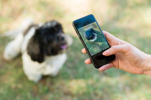 Hand taking a photo of a dog in the park