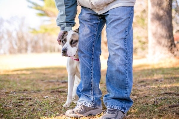 Dog peering anxiously out from behind a person's legs