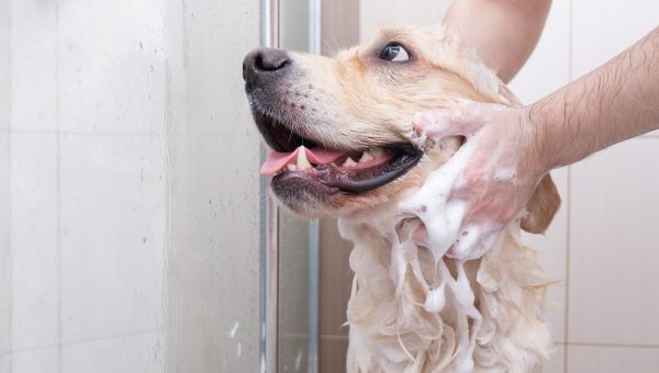 Person washes soapy dog in shower