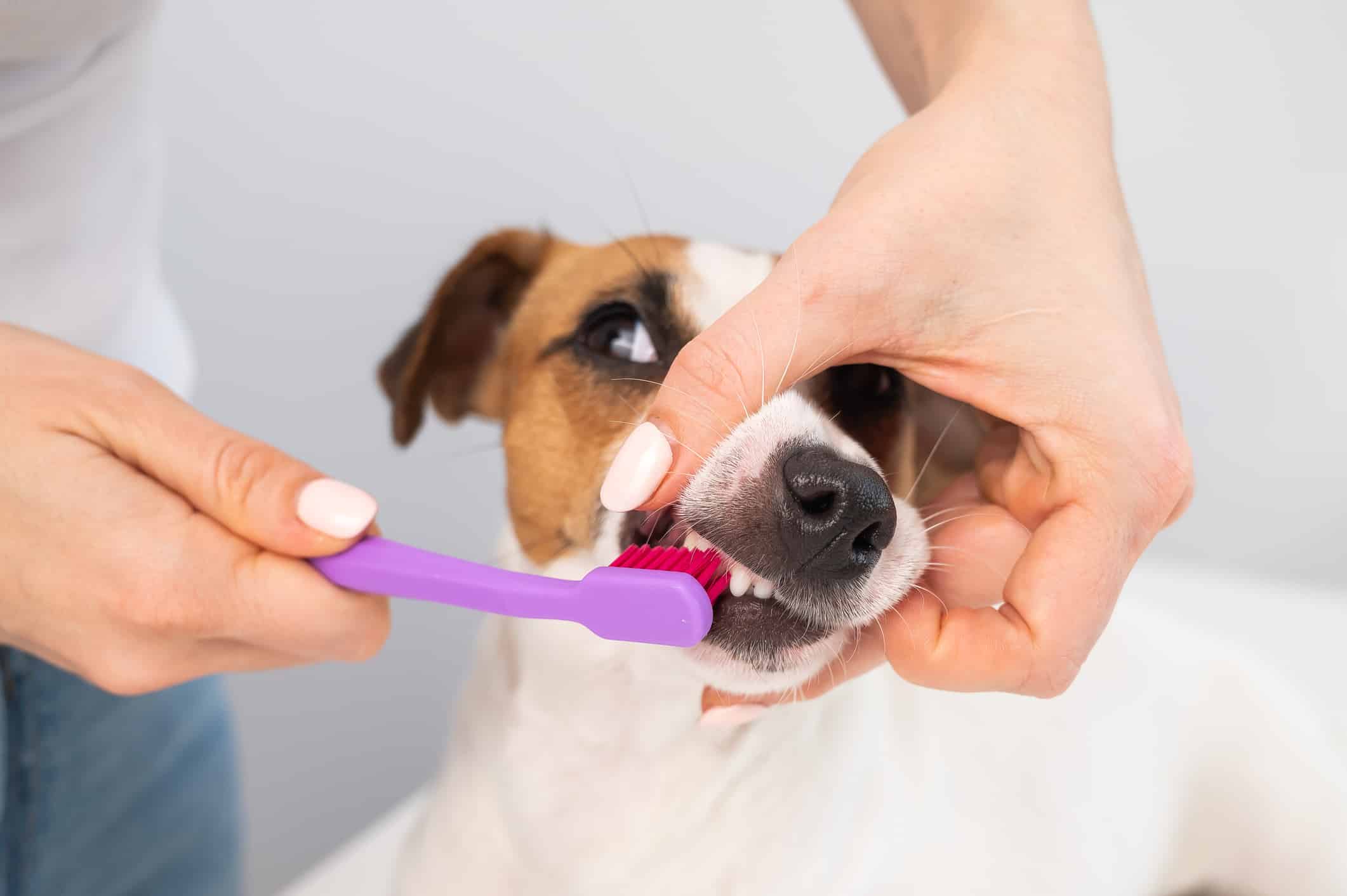 Woman brushing her dog jack russell terrier teeth on white background