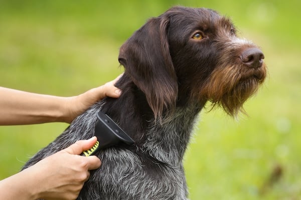 female hands with furminator caring for a dog on a green background, closeup