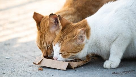 feral cats eat food from a cardboard box