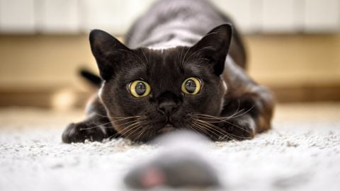 Cat with dilated eyes playing with a toy mouse