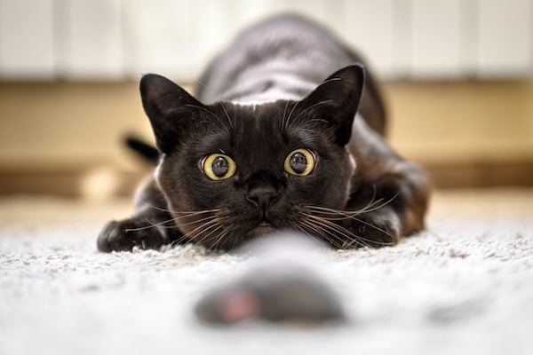 Cat preparing to pounce on toy mouse