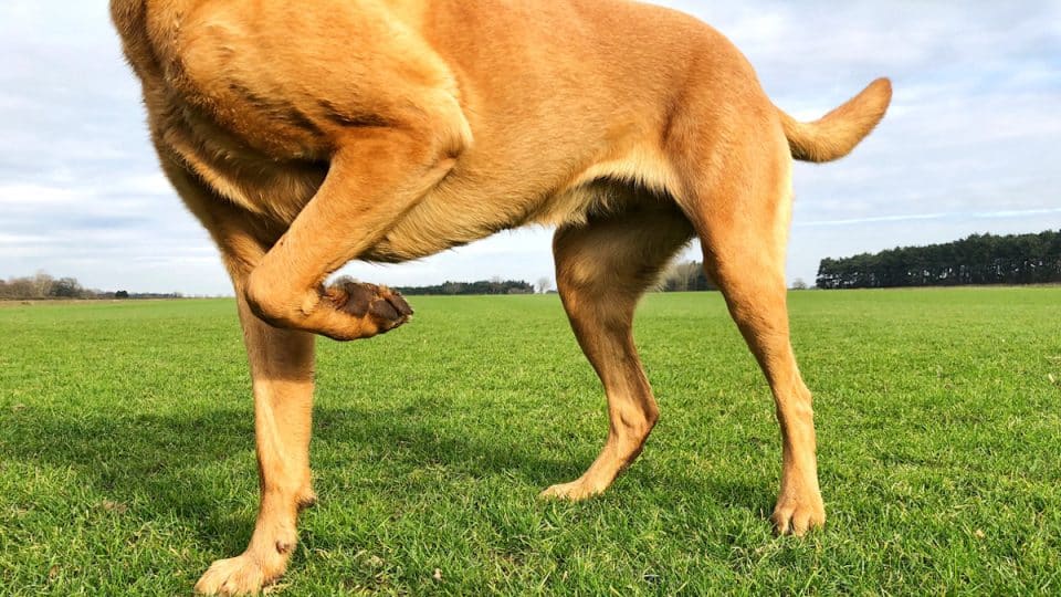Low angle view of a dog lifting its leg off the ground in a grassy field