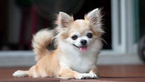 Brown and white Chihuahua sitting on floor with tongue out