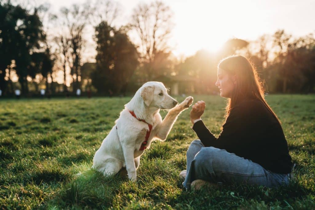 Young woman playing with her dog at the public park - Sunset time. Caucasian ethnicity. The pet owner is sitting on the grass.