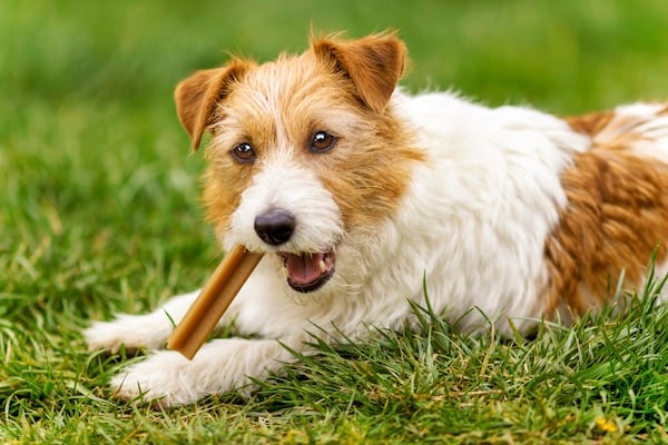 Puppy sitting on grass, eating dental chew