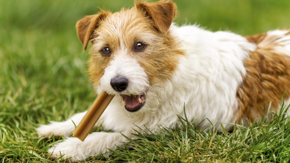Dog chews dental stick on grass