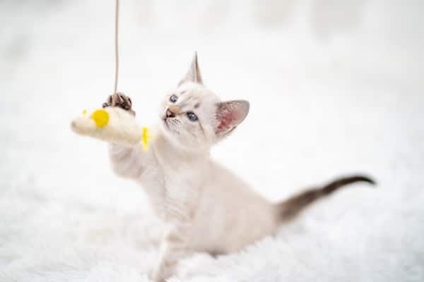 A little white kitten plays with a toy mouse on a rope.