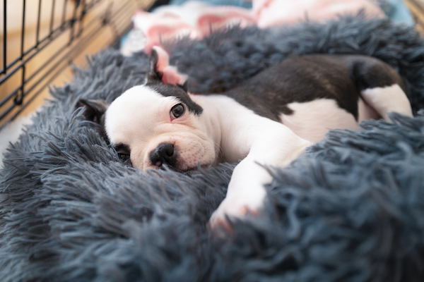 Boston Terrier puppy in bed in crate
