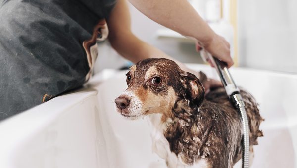 Small dog being bathed with shower head in tub