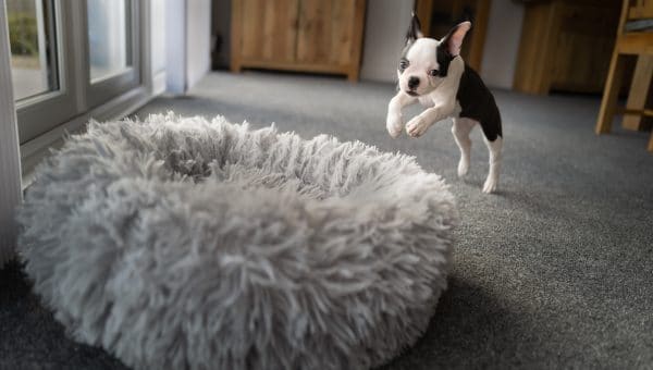 Boston Terrier puppy leaping, playing into a soft fluffy dog bed