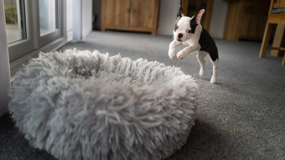 The 12 Best Orthopedic Dog Beds of 2024, Tested and Reviewed