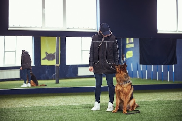 Female instructor in a cap looking down at the obedient black and tan German shepherd seated on the artificial grass
