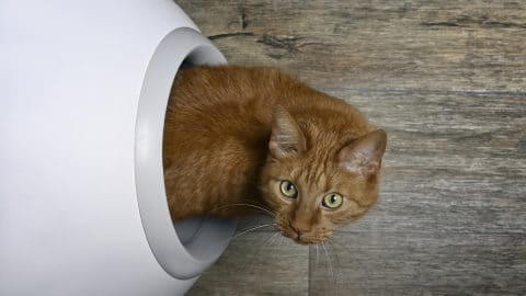 Cute red cat looking curious out of a self-cleaning litter box, seen directly from above