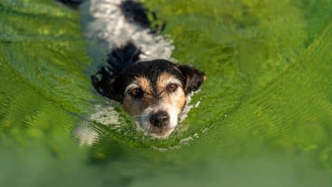 Jack Russell Terrier swims in green water