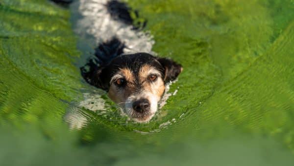 Jack Russell Terrier swims in green water