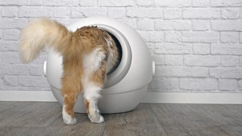 Cat disappearing into automatic litter box