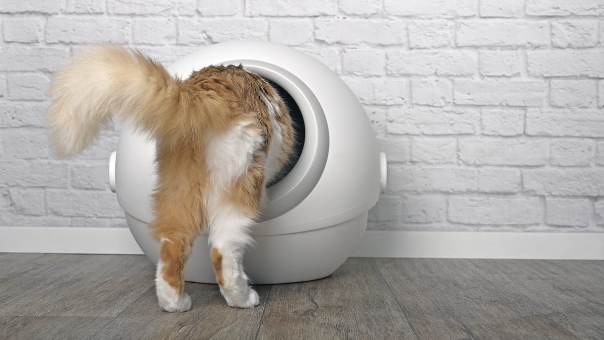 Are SelfCleaning Litter Boxes Worth the Money? It Depends on the Cat