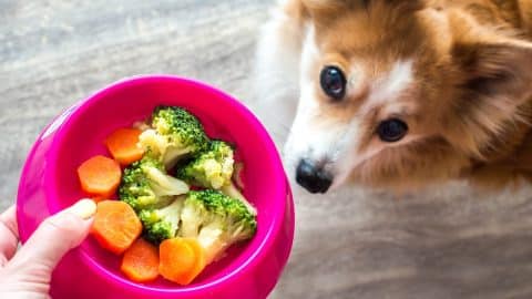 Hand offers dog bowl of broccoli and carrots