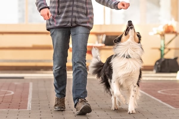 Attentive Border Collie walks by owner with treat in hand