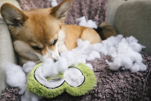 Dog sits amid pile of stuffing and shredded toy