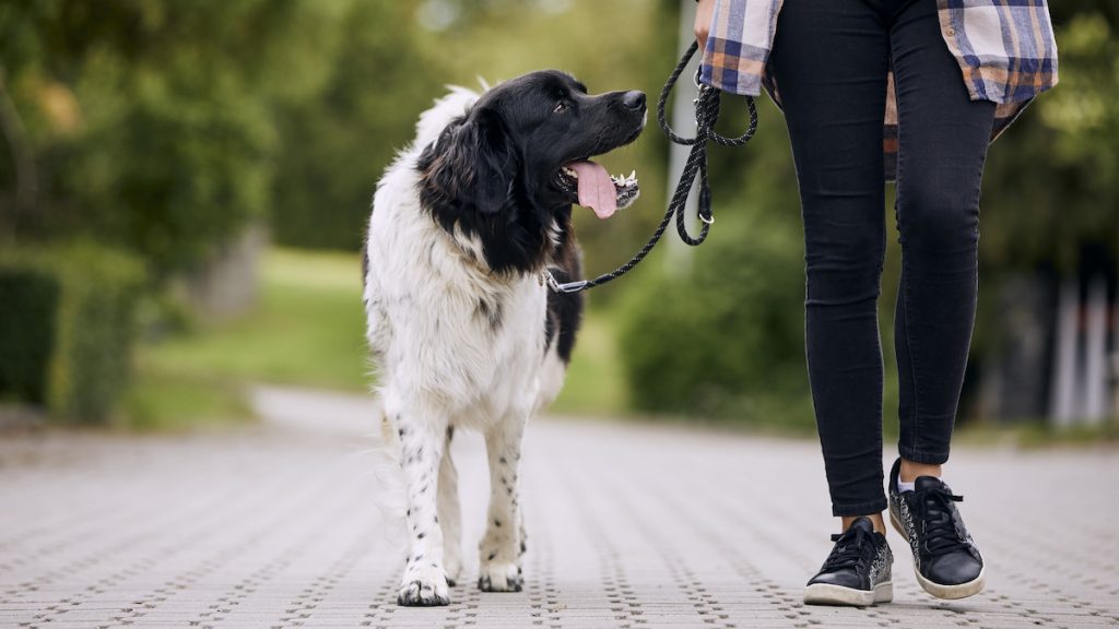 Happy Czech mountain dog on pet leash during walk with his owner in city