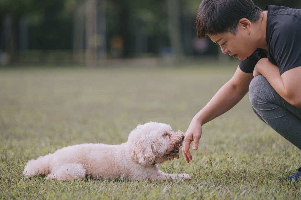 Young woman with her toy poodle in a public park bonding together
