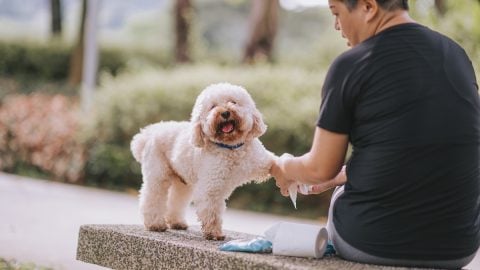 Dog getting paws wiped on park bench
