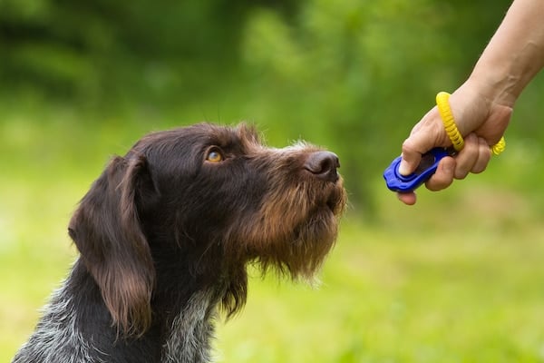 training a young dog with a clicker on the green background 