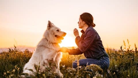 Young woman feeding Switzerland shepherd dog with treats on meadow at sunset.
