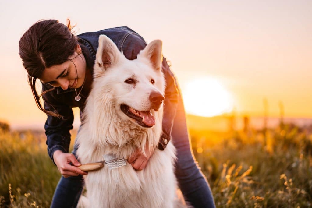Happy young woman grooming her Switzerland Shepherd dog on the meadow at sunset