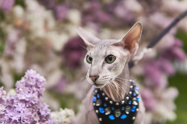 Peterbald cat going for a walk in garden on leash